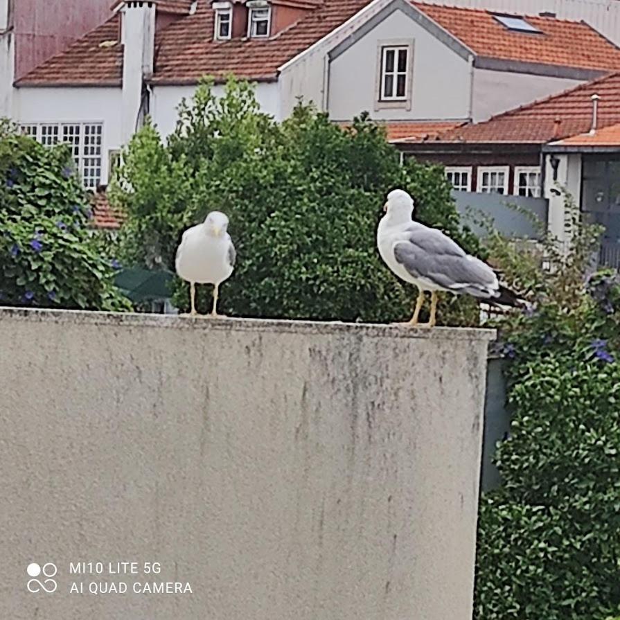 Porto Garden Yard Apartment Екстериор снимка
